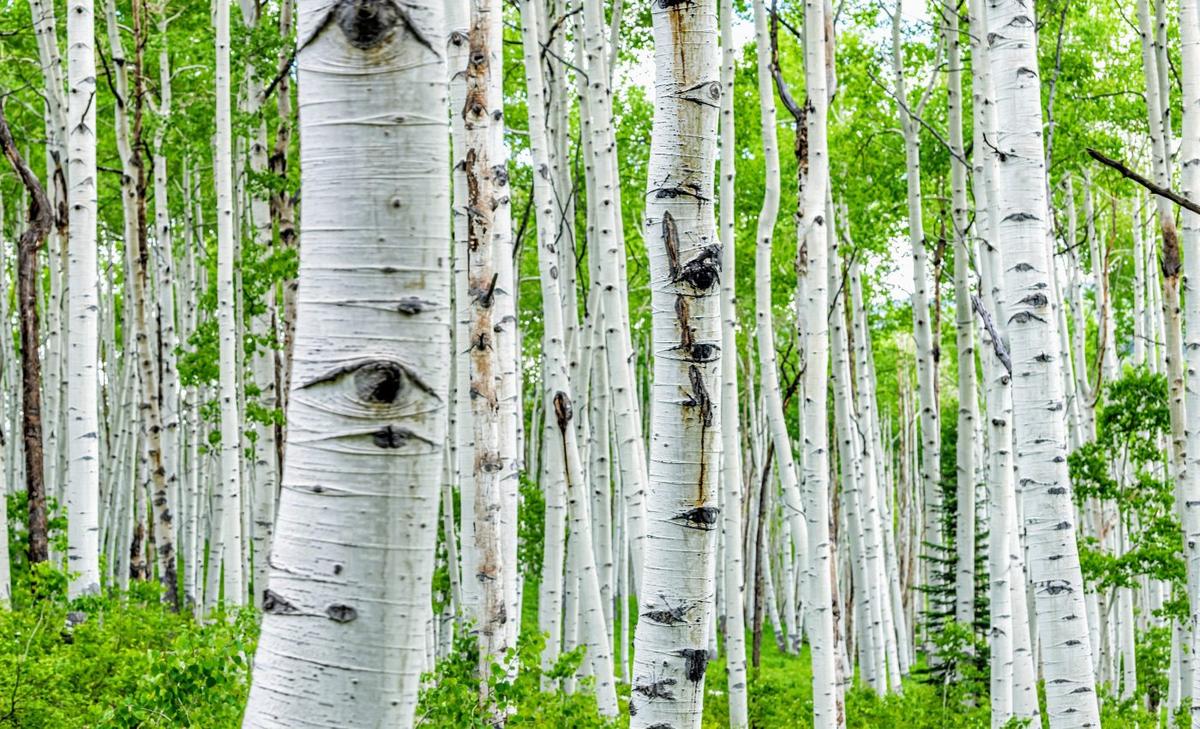 Colorado forests are transformed by bark beetles and fire