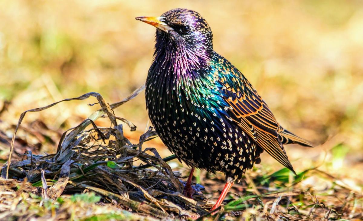 Starlings are a prime example of rapid evolution