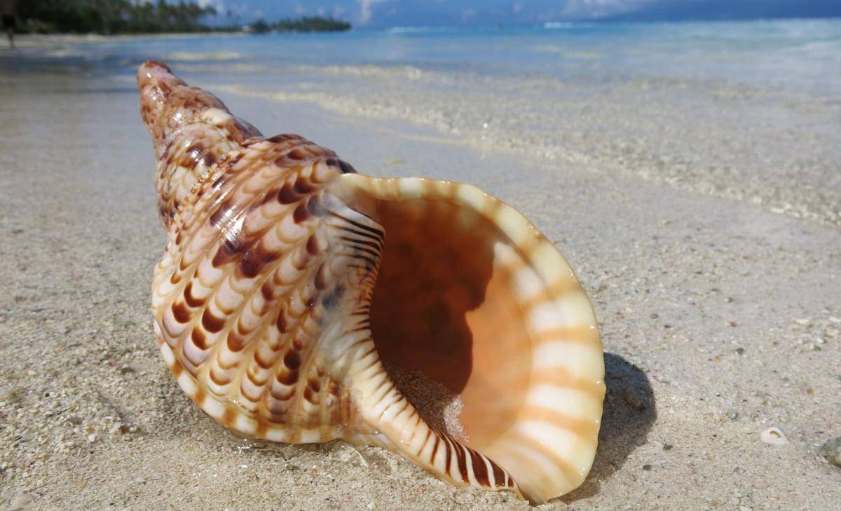 Conch shell horn played for the first time in 18,000 years