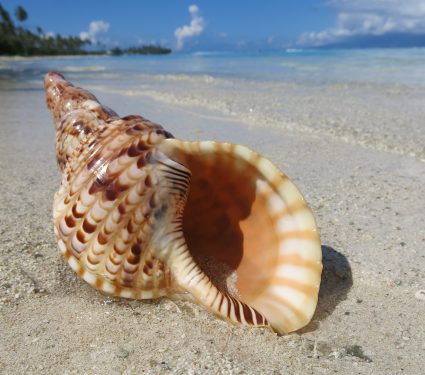 Tropical,Shell,On,A,Paradise,Beach,,Tahiti,Island