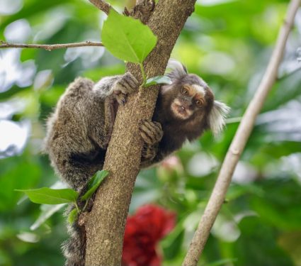 Beautiful marmoset monkey on top of tree