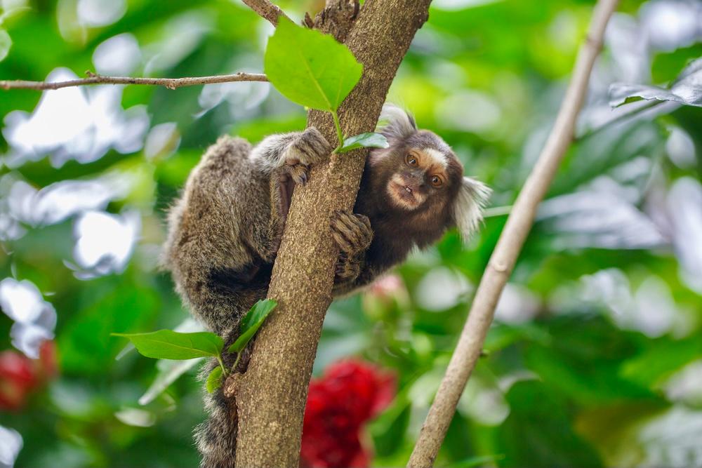Marmosets eavesdrop on conversations and form judgements
