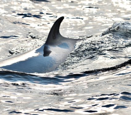 Whales,Of,The,North,Shore,Quebec