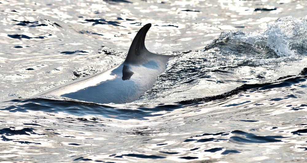 Fin whale songs can help map the structure of the Earth's crust