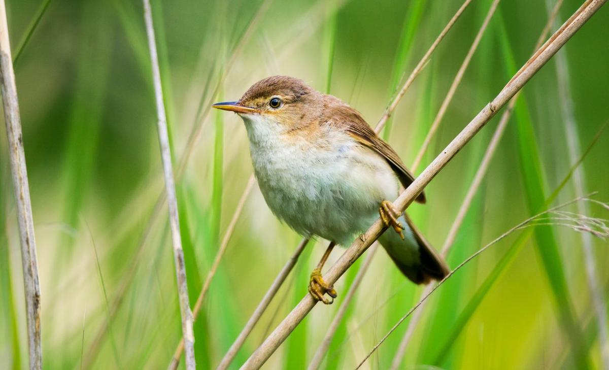 Reed warblers use Earth's magnetic field to get back on track