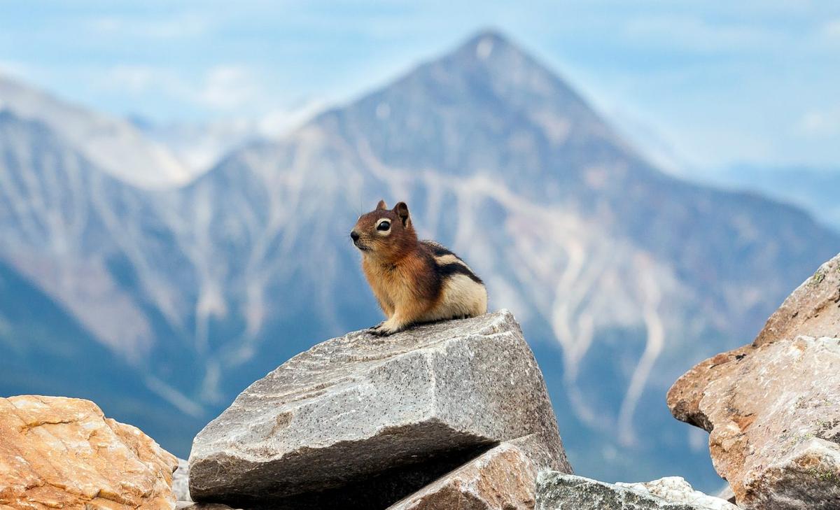 Squirrels are climbing high to escape global warming