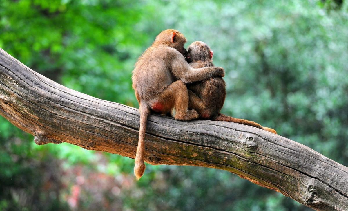 The basis of lasting love is more complex than expected