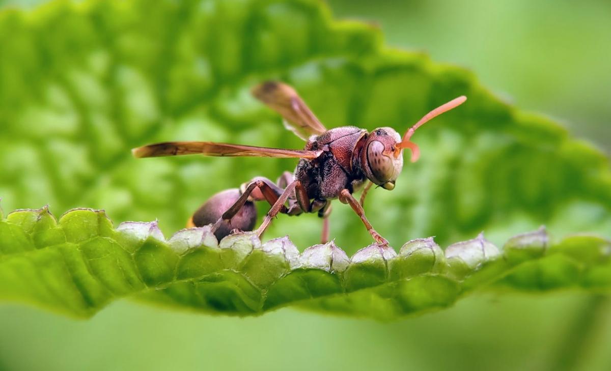 Paper wasps offer clues about the evolution of selflessness