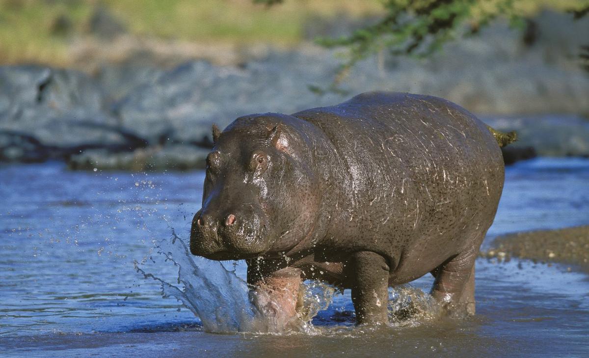 Why water ecosystems in Africa are dependent on hippos