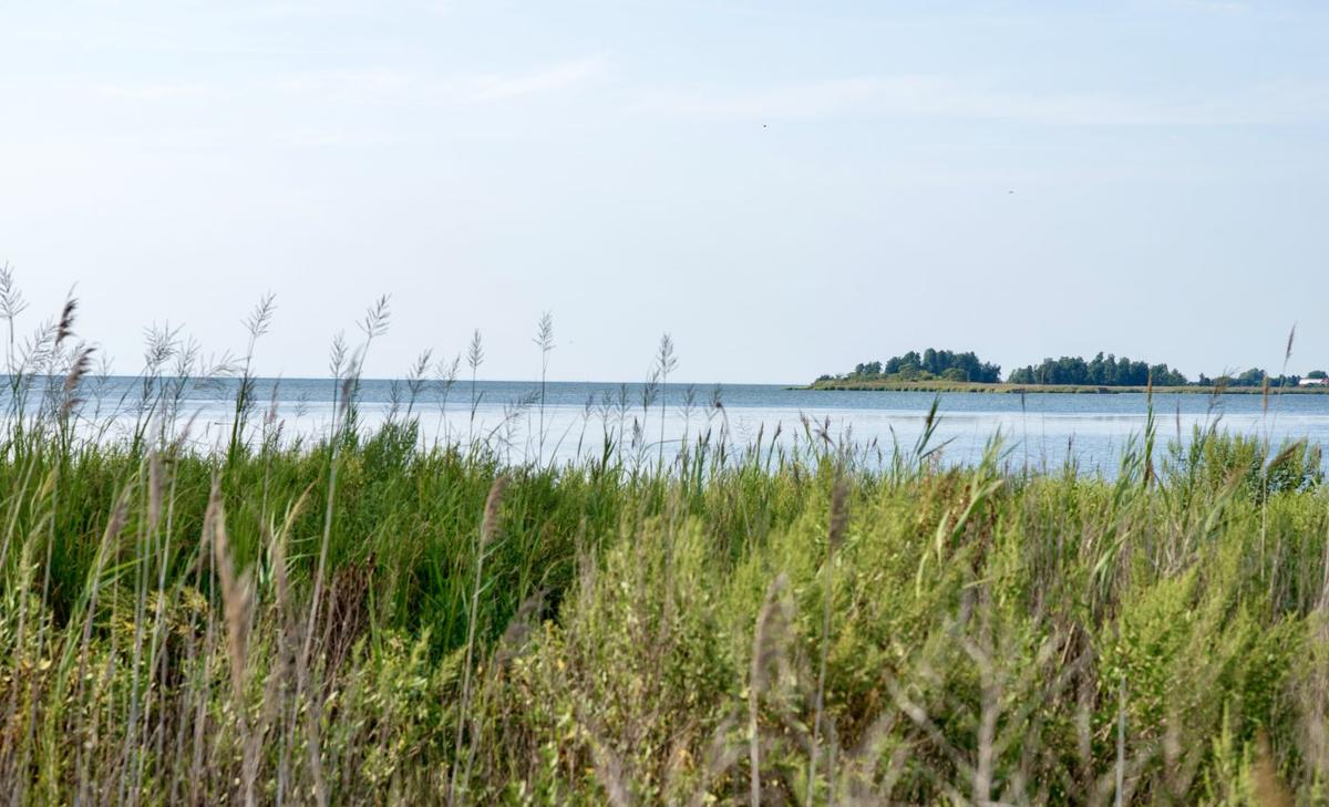 Promoting biodiversity increases ecosystem resilience