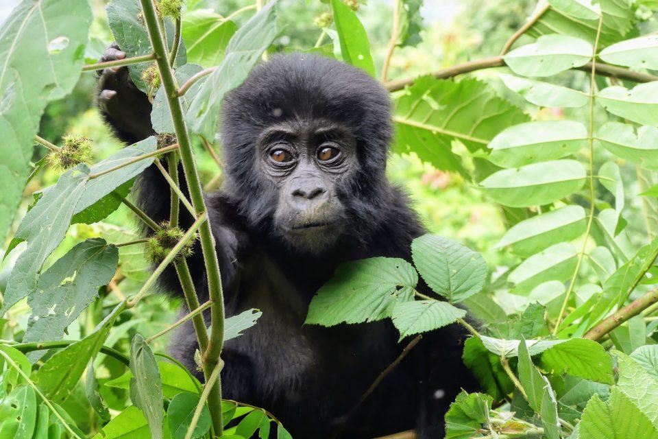 Tourists taking selfies with mountain gorillas put them at risk of disease