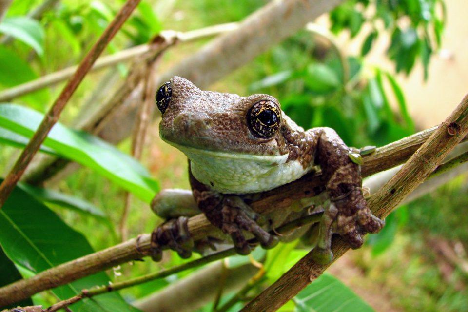 Brazilian treefrogs have adopted an unusual breeding strategy