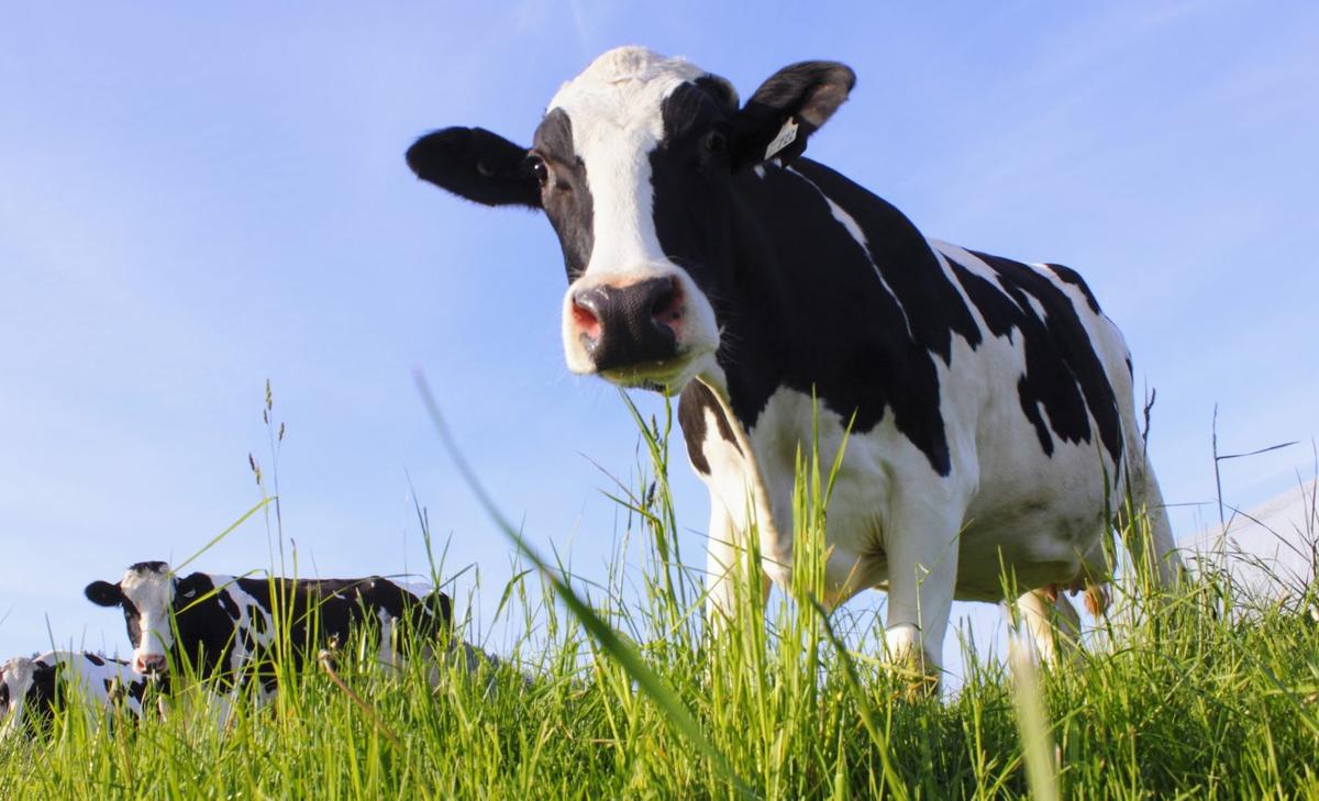 Livestock production could be hit hard by global warming
