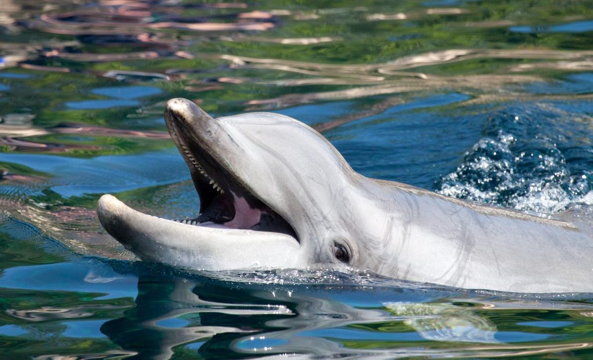 Bottlenose dolphins are suffering from oil spill ten years later