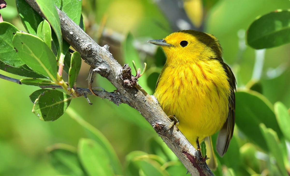 Yellow warblers find their preferred climate over thousands of miles