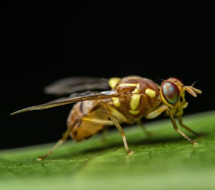shutterstock_5059930663.jpg