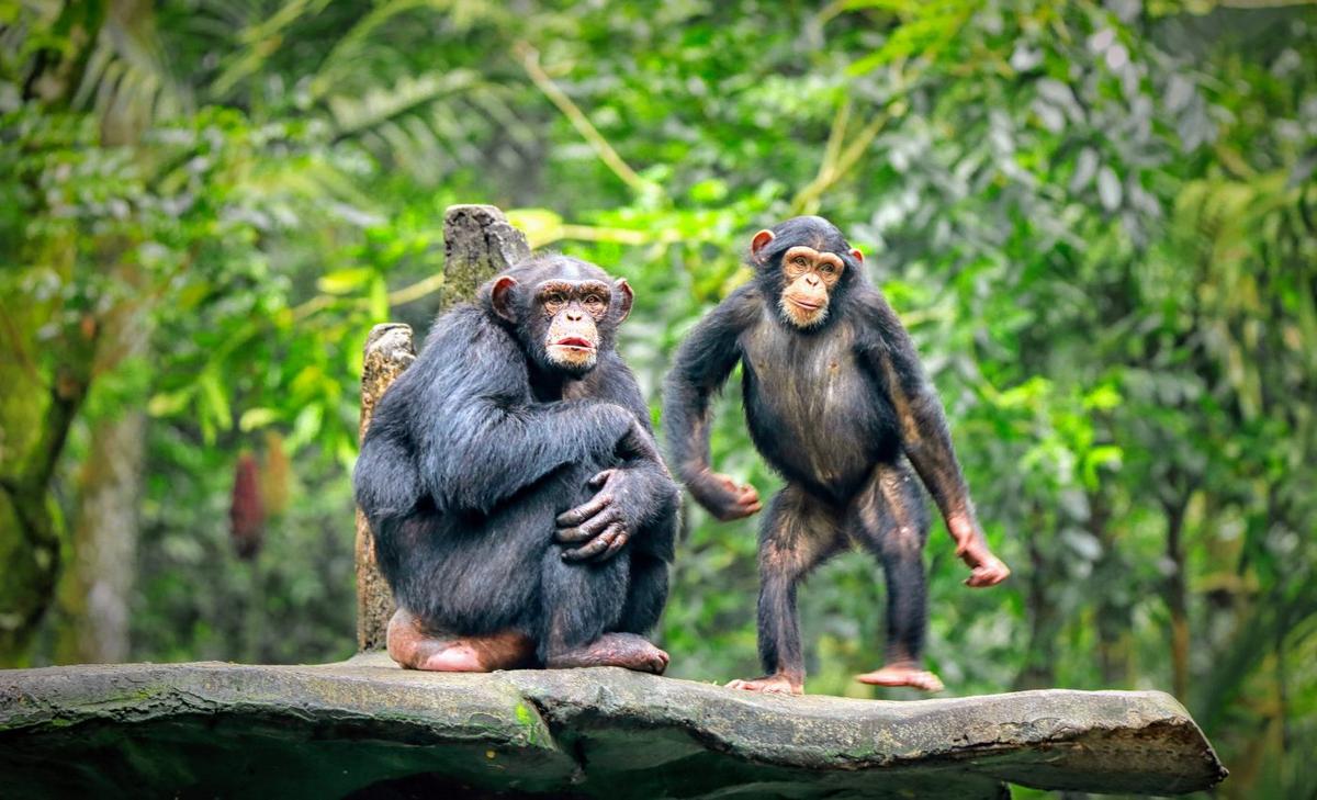 Chimpanzees draw close together to unite against an enemy