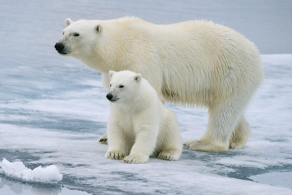 Shrinking Arctic sea ice threatens polar bears and narwhals