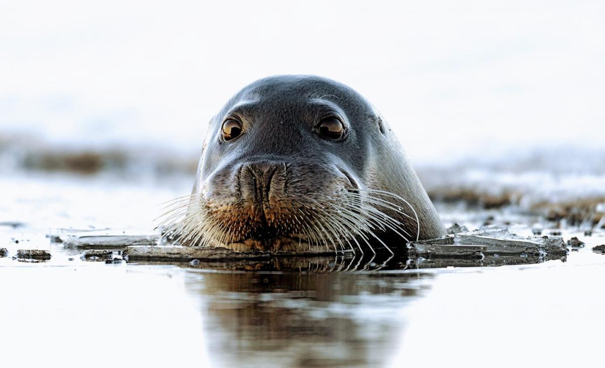 Bearded seals may not be loud enough to survive noise pollution