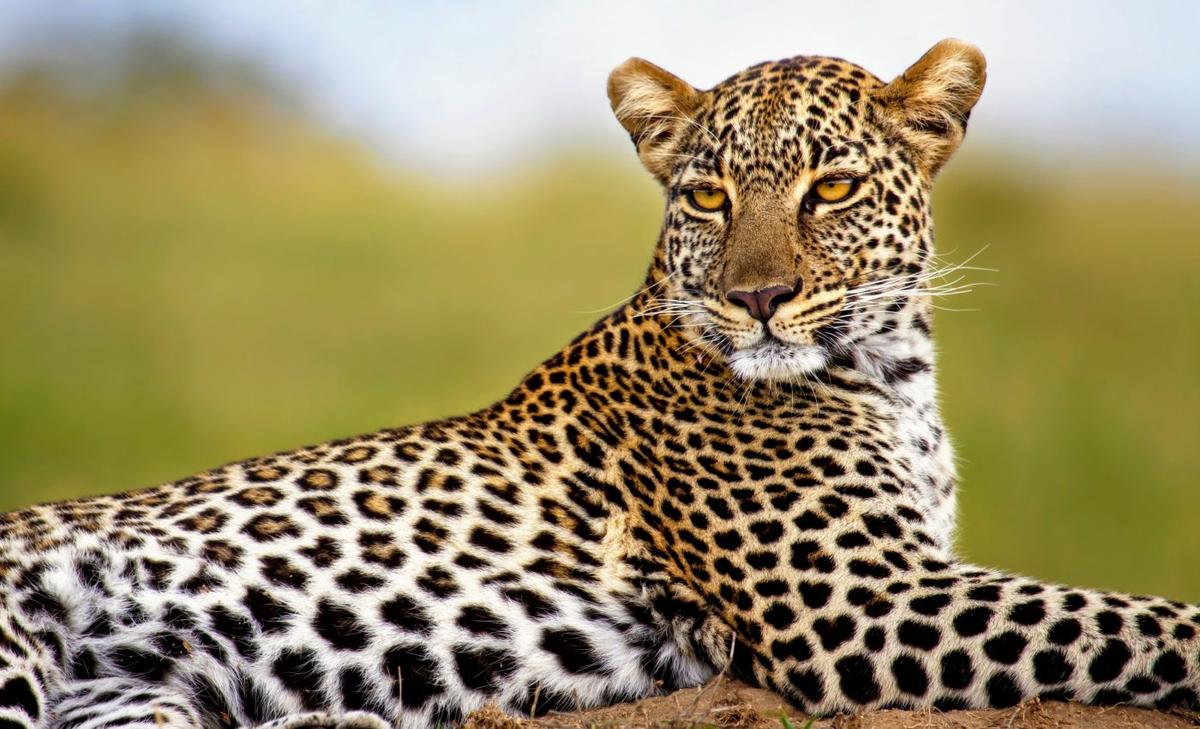 African leopards have surprisingly high genetic diversity