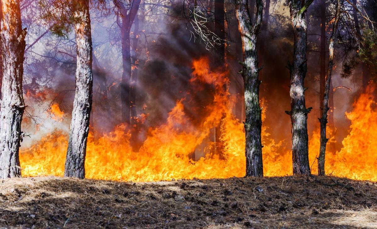 Repeated fires reduce the ability of forests to store carbon
