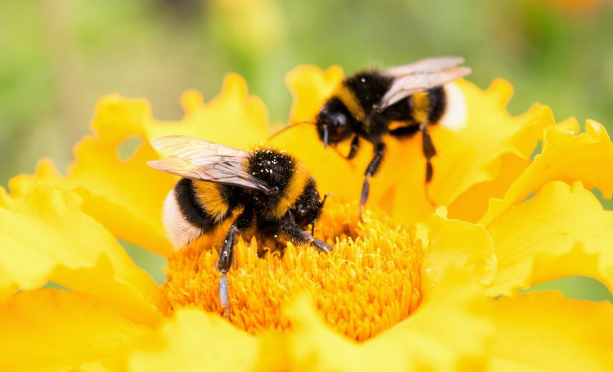 The social life of bees was driven by maternal insincts