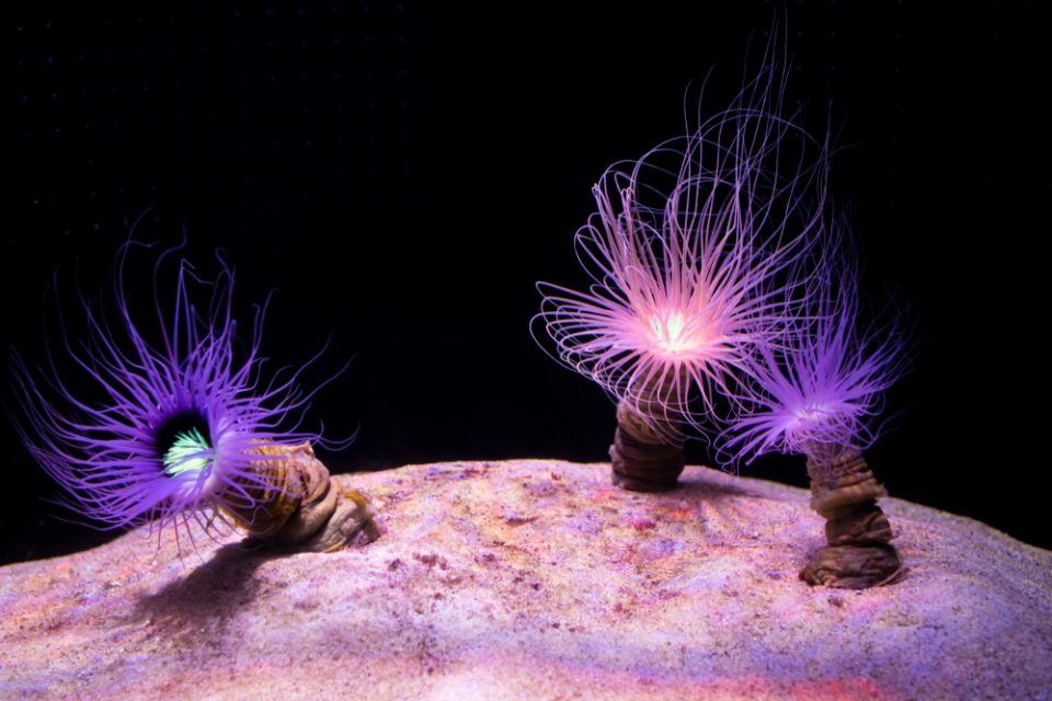 Cnidarians