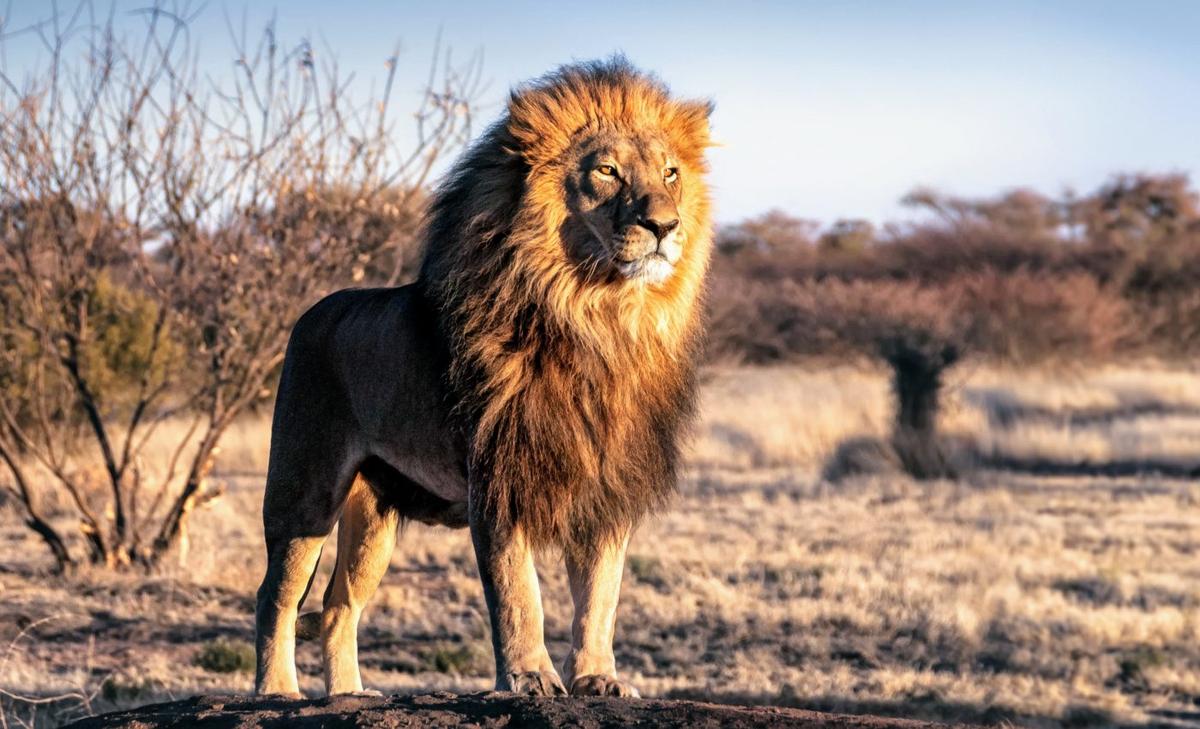 Rising temperatures limit the efficiency of the food chain