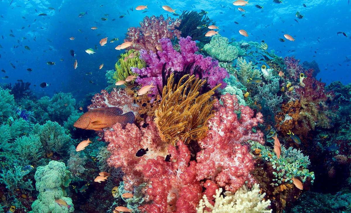 Half a trillion corals counted in the Pacific Ocean