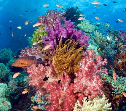 Coral Reef Fiji Pacific Panarama