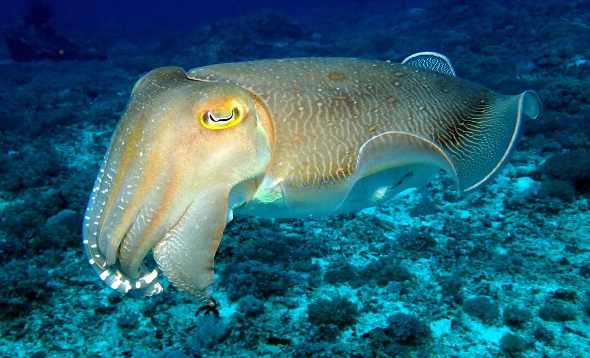 Cuttlefish have a surprising capacity for delayed gratification