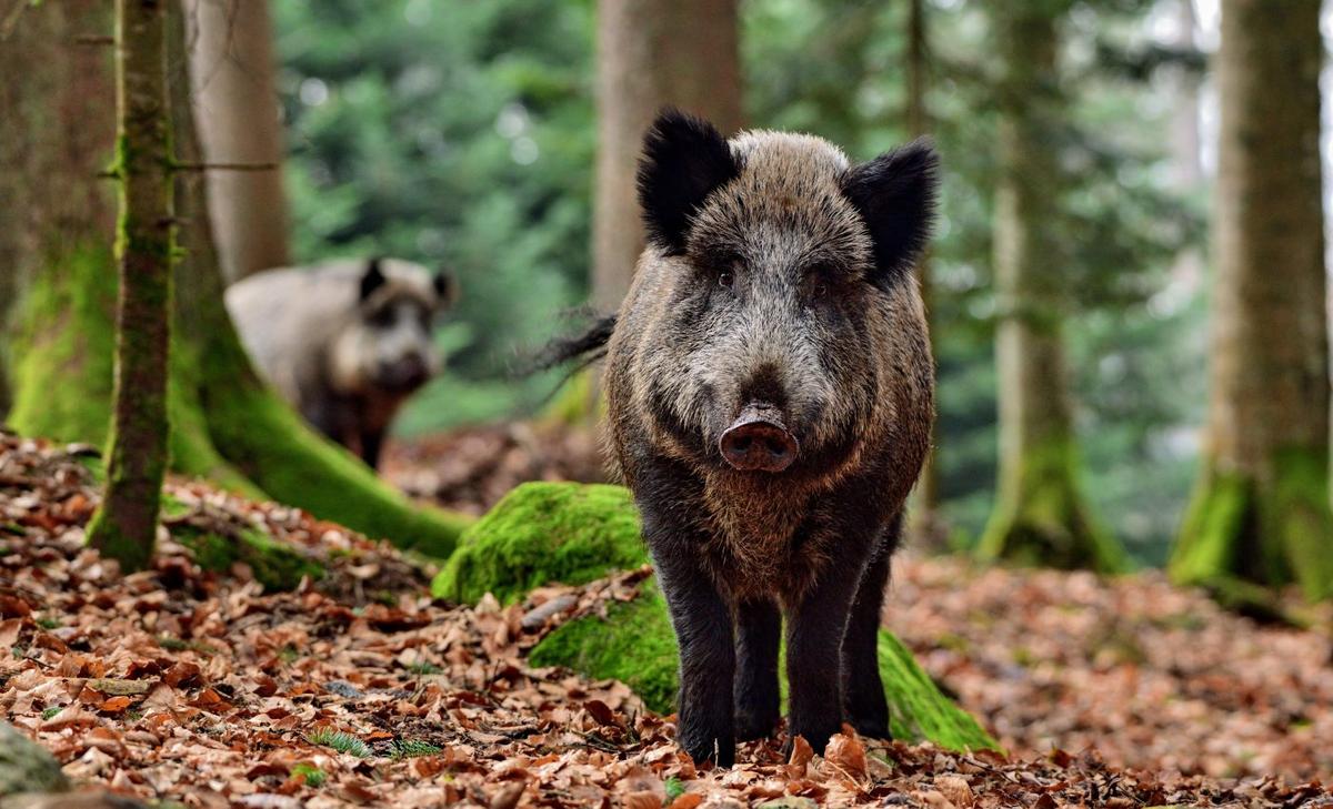 Wild pigs help promote tree diversity in rainforests