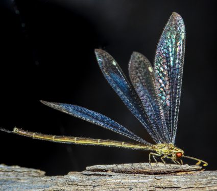 A,Queen,Of,Antlion,Resting,On,A,Twig