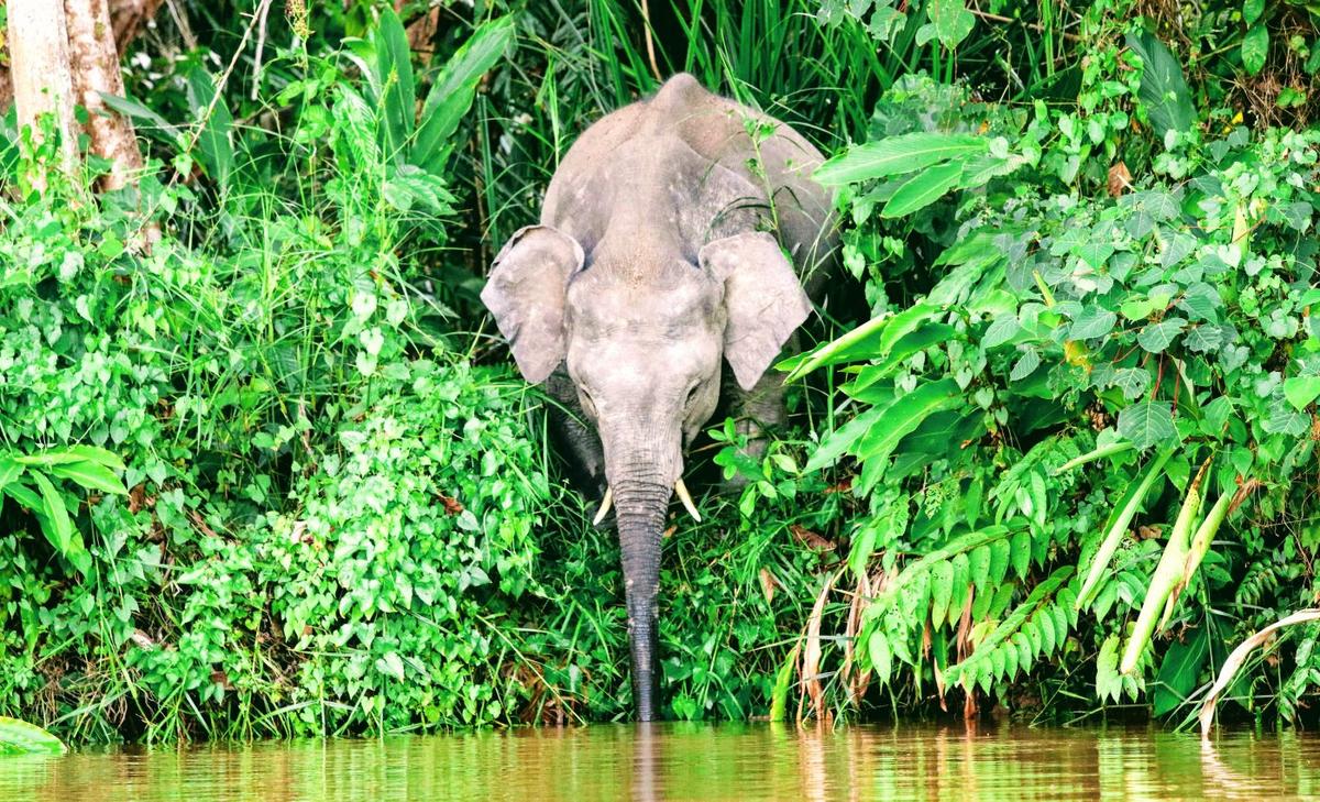 Mammal diversity in rainforests linked to plant productivity
