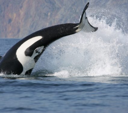 Dynamic,Jump,Of,Killer,Whale,Hunting,Fish