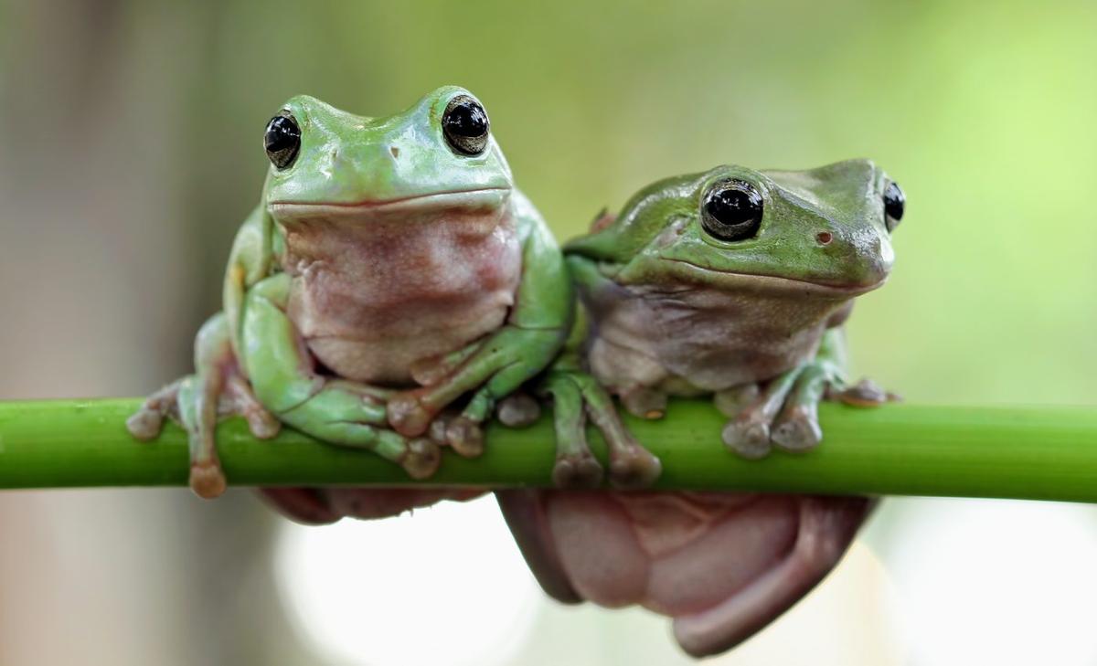 Frogs have lungs that cancel out background noise