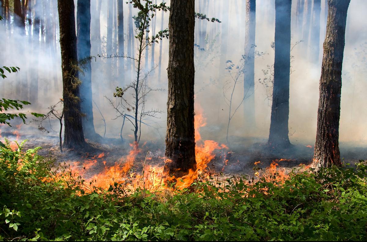 Wildfire smoke is more toxic than other sources of pollution