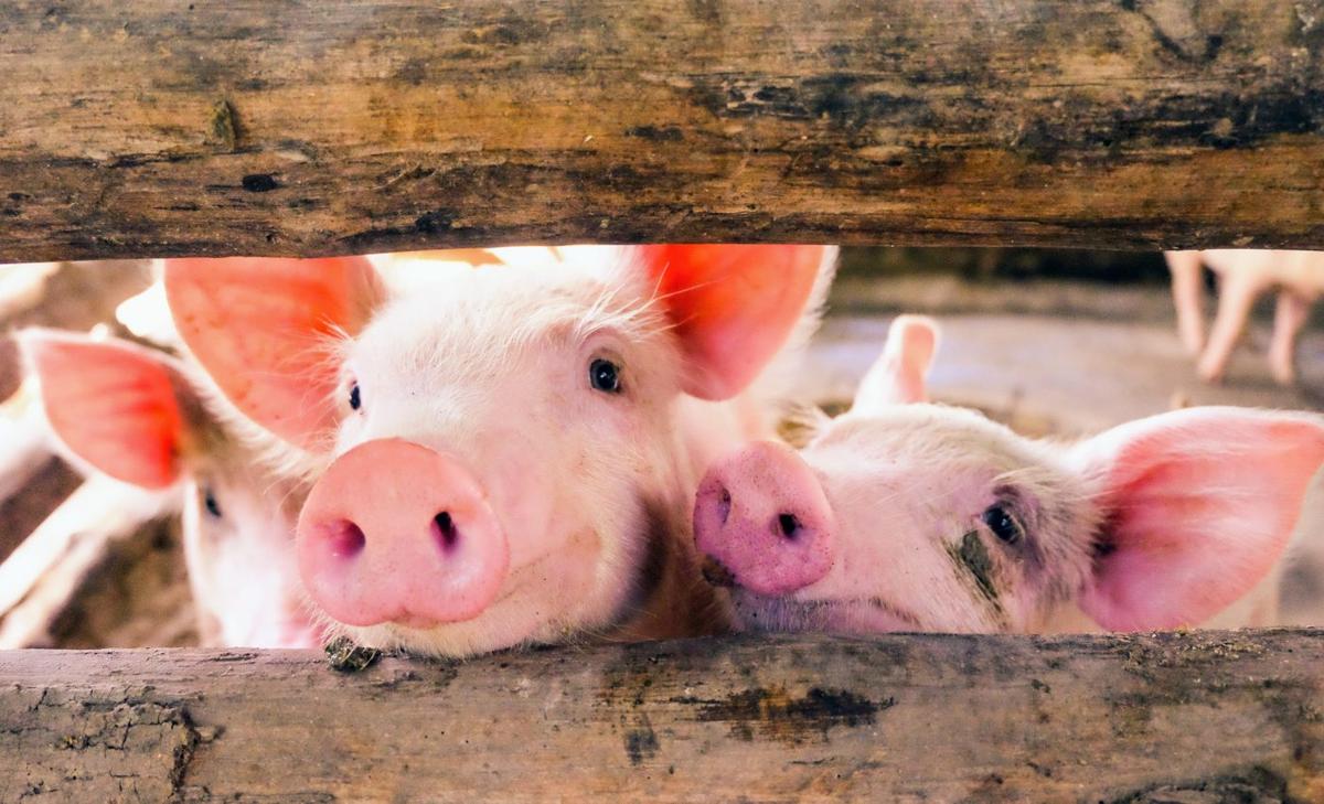 Pigs are spreading antibiotic-resistant bacteria to humans