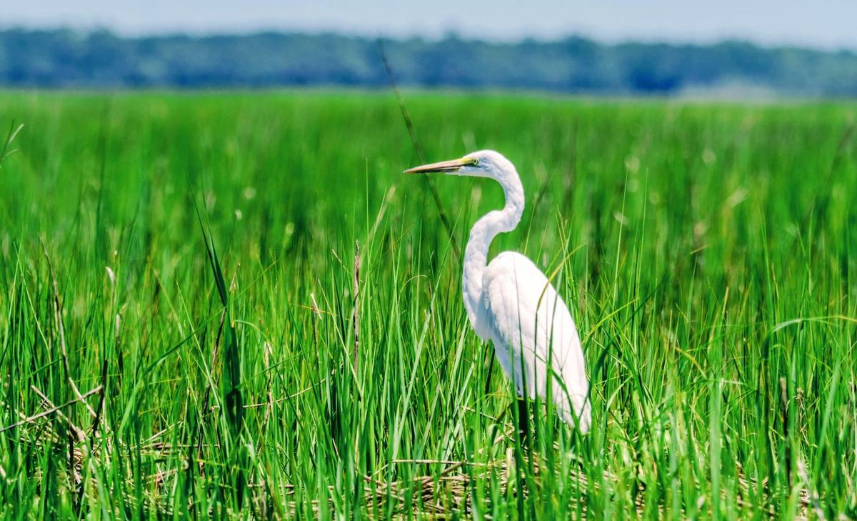Protecting nature is much more valuable than converting it
