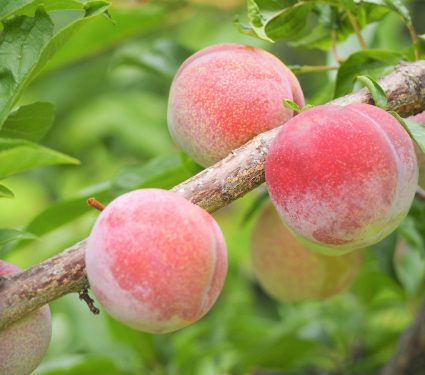 Wild,Peach,Fruits,In,Early,Summer