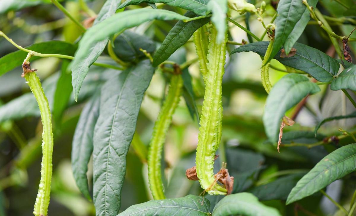 Legume trees play a key role in forest recovery