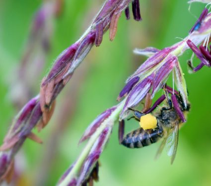 Pollinator,Honey,Bee,Apis,Mellifera,With,Full,Loaded,Baskets,Pockets