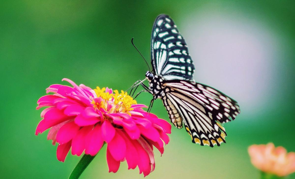 Birds learn to avoid flashy butterflies