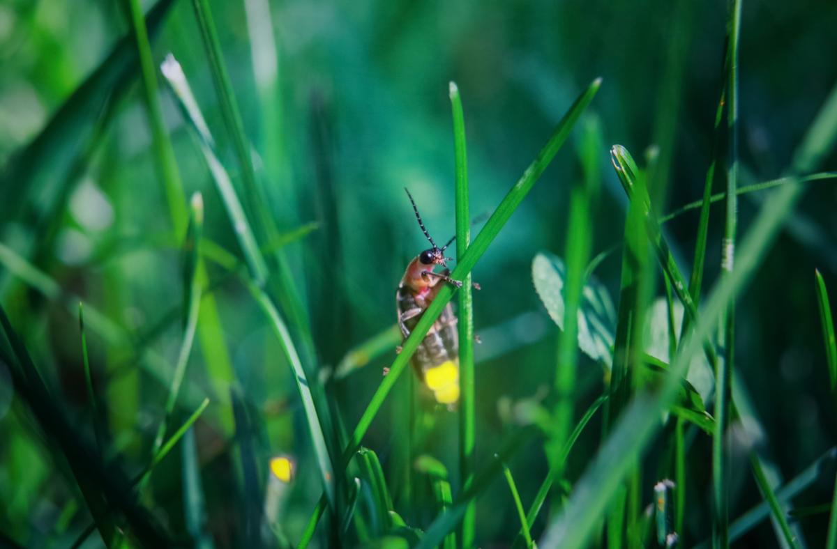 Tourists who are flocking to see fireflies may be harming them