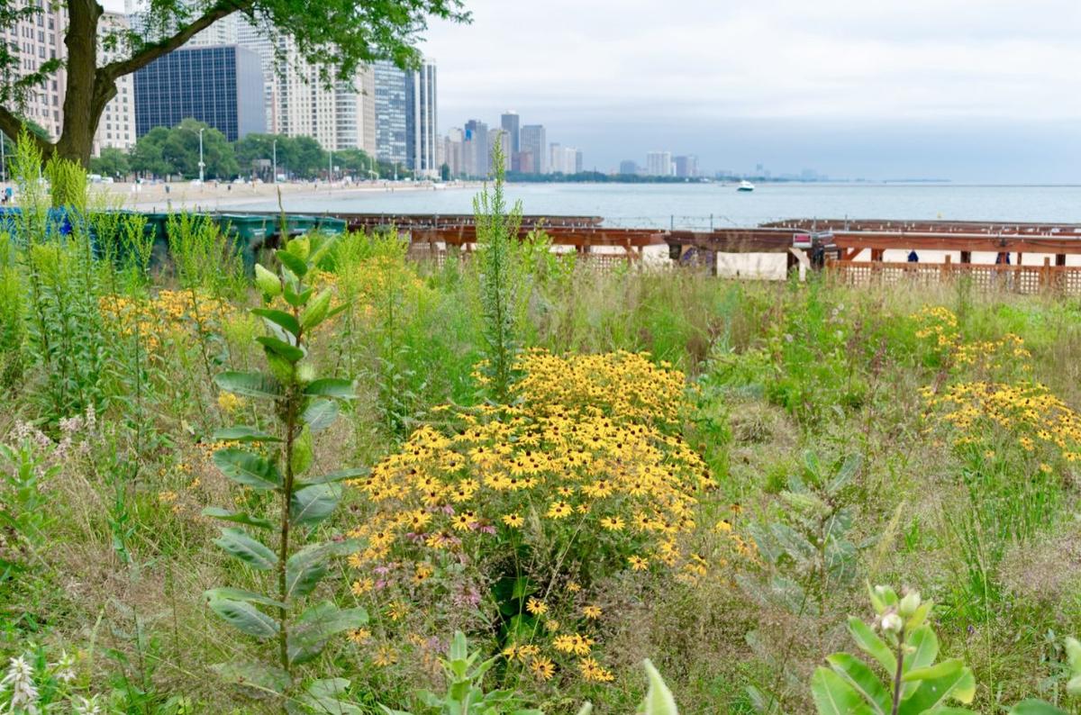 Urban areas offer surprisingly useful ‘stepping stones’ for at-risk species