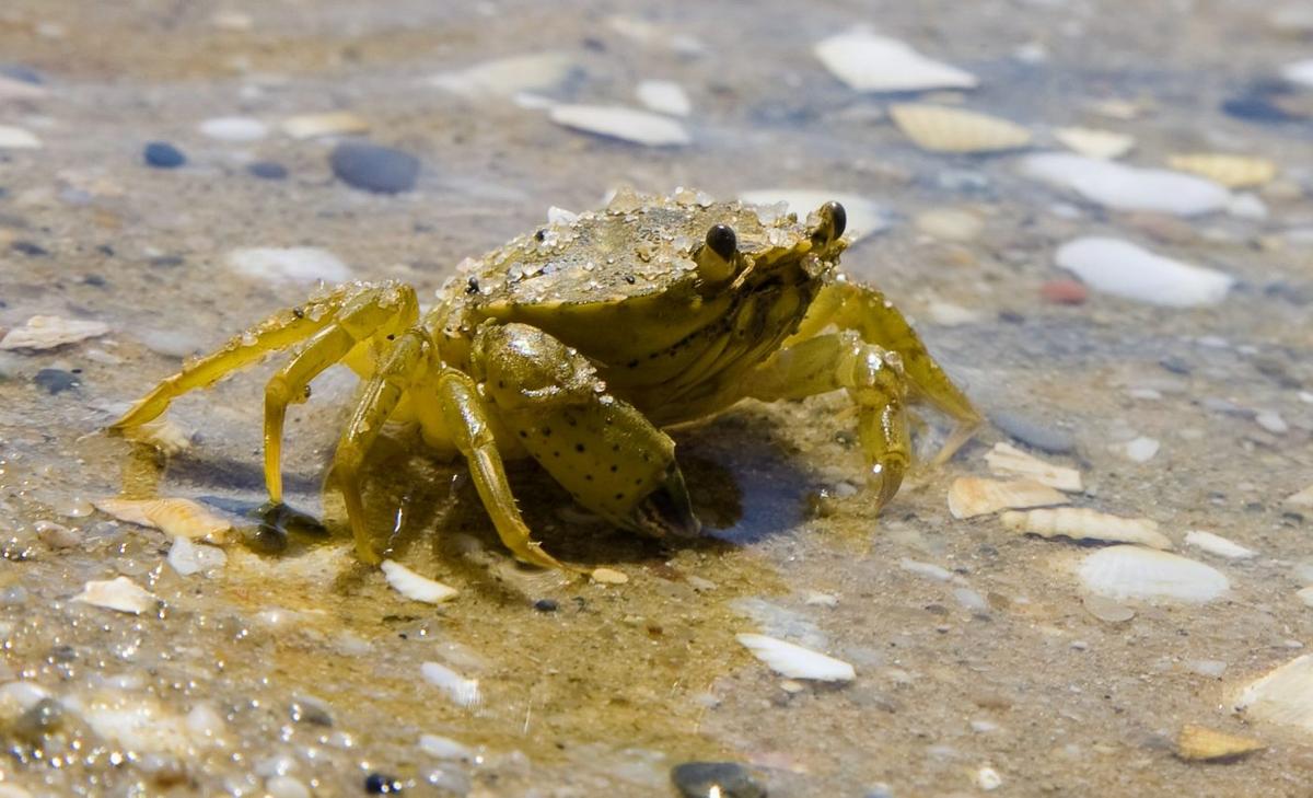 Total eradication is not the best approach to invasive species