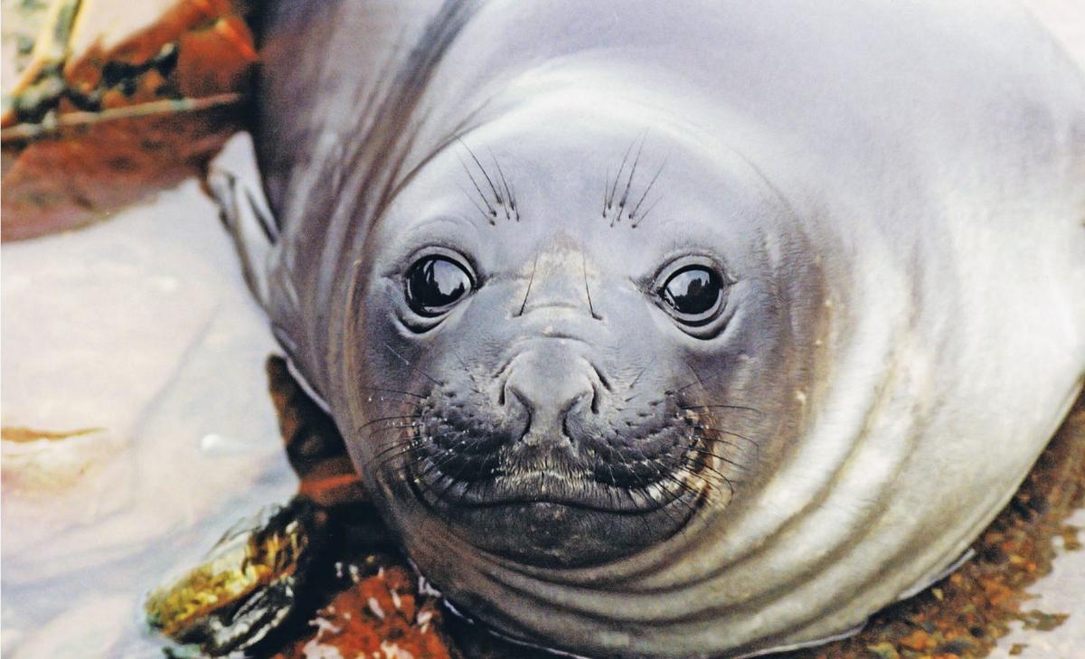 Elephant seals take more risks when they are low on body fat