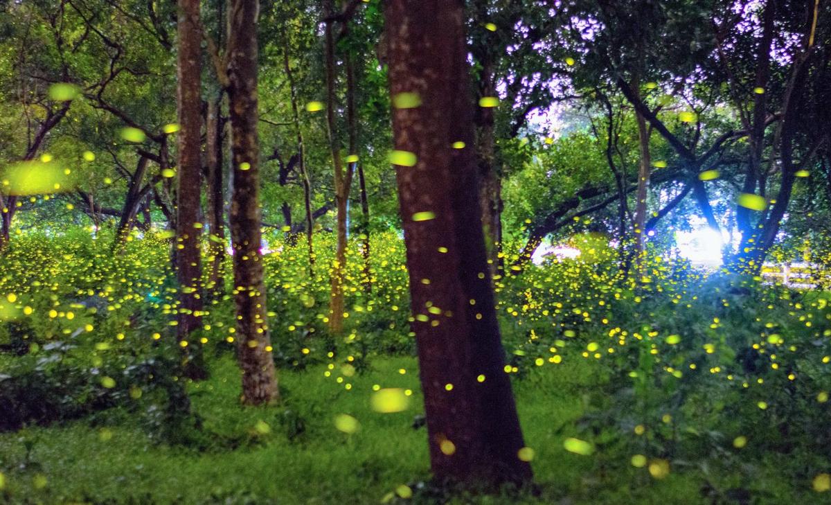 Artificial light interferes with firefly mating