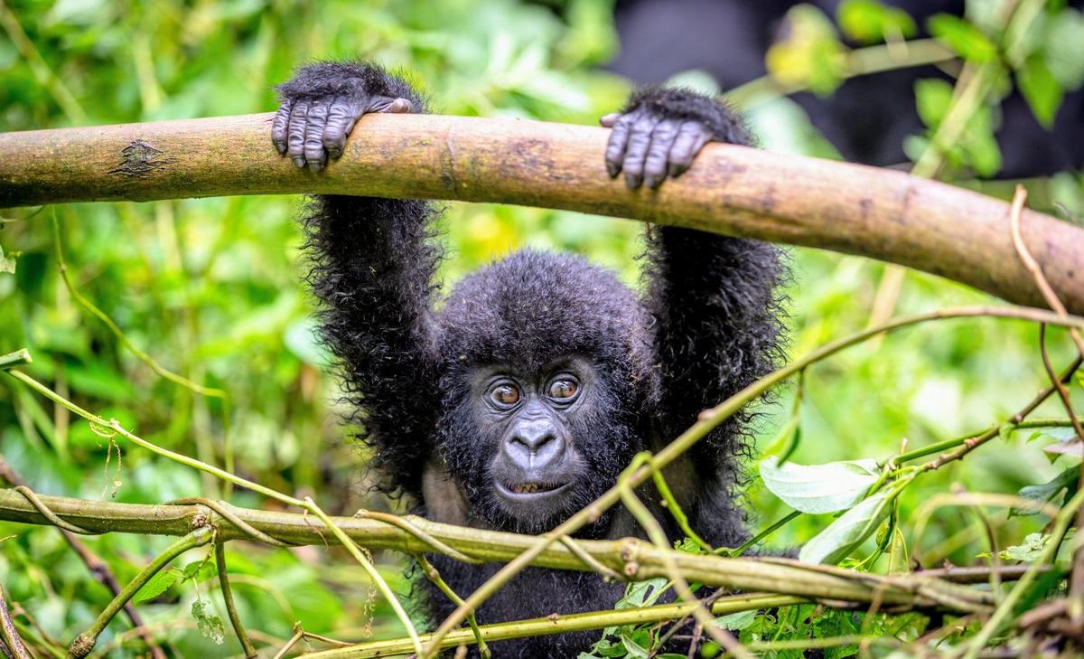 Young gorillas without mothers get extra support from their group