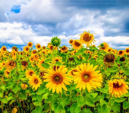shutterstock_17164784502.jpg